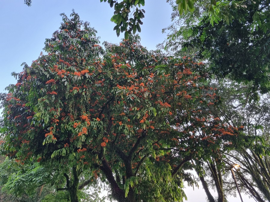 Cây xanh ở Labrador