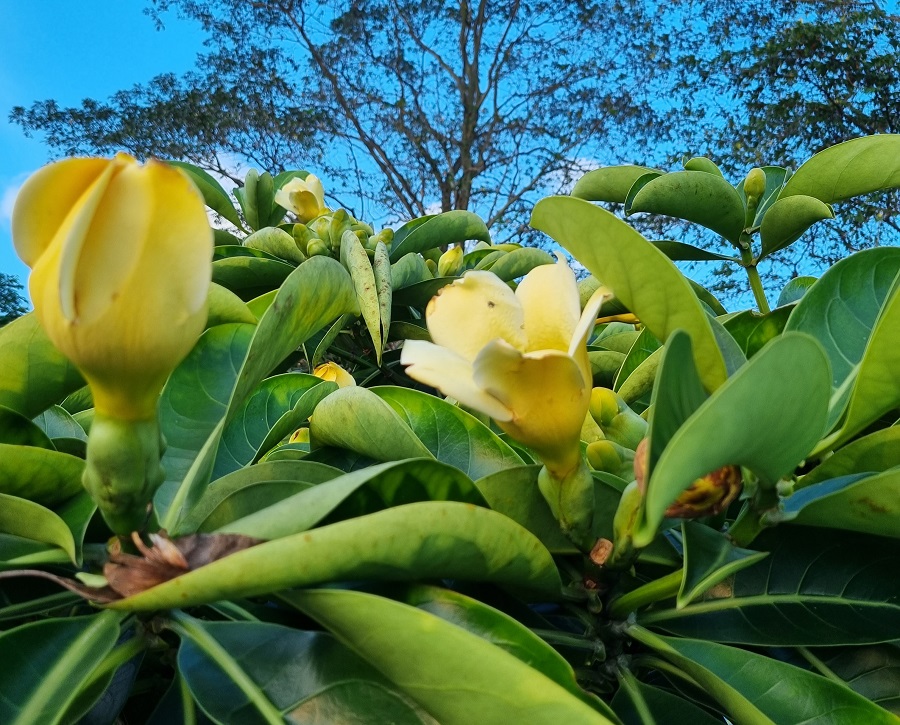 Một chiều đi dạo Labrador Nature Reserve Singapore