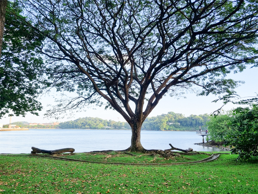 Cây cổ thụ ven biển Labrador
