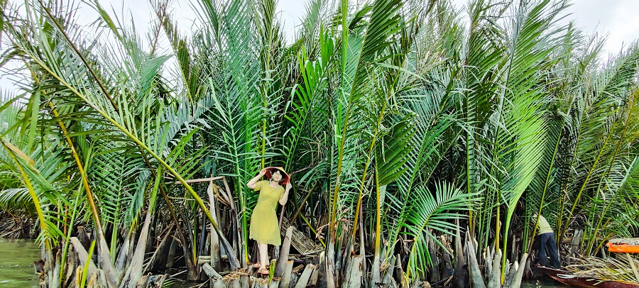 Đứng trên gốc dừa đã chặt ở Rừng Dừa Bảy Mẫu
