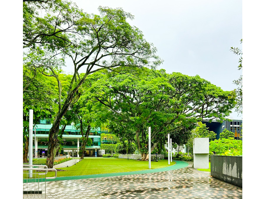 Góc vườn trường SMU