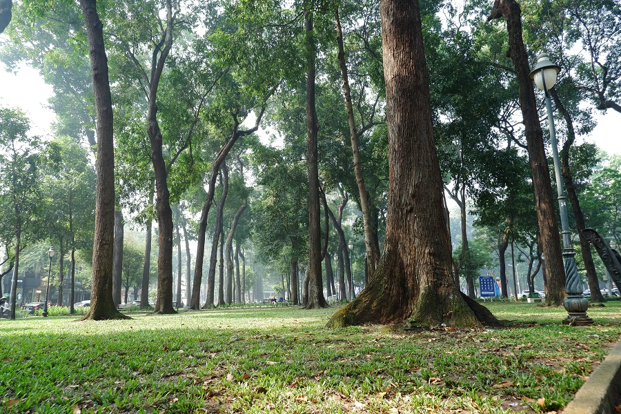 Cây cổ thụ công viên 30 tháng 4 Sài Gòn