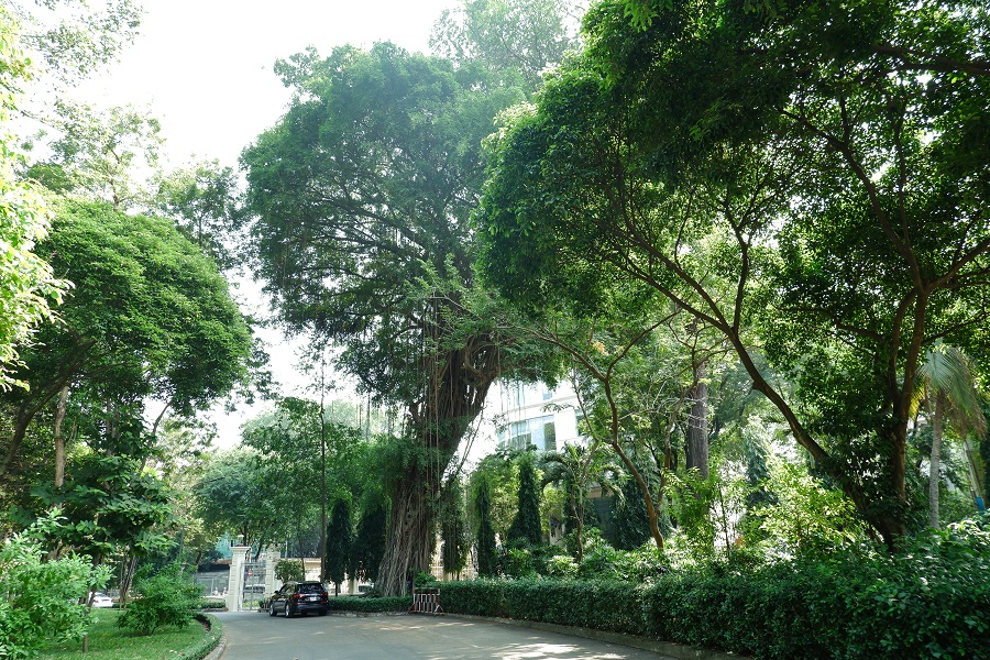 cây đa cổ thụ trong Dinh Độc Lập Sài Gòn