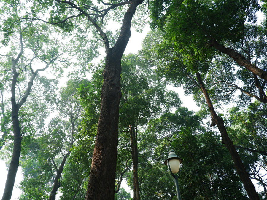 Sài Gòn dưới tán cây xanh
