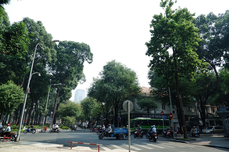 Cây xanh đường Pasteur Sài Gòn