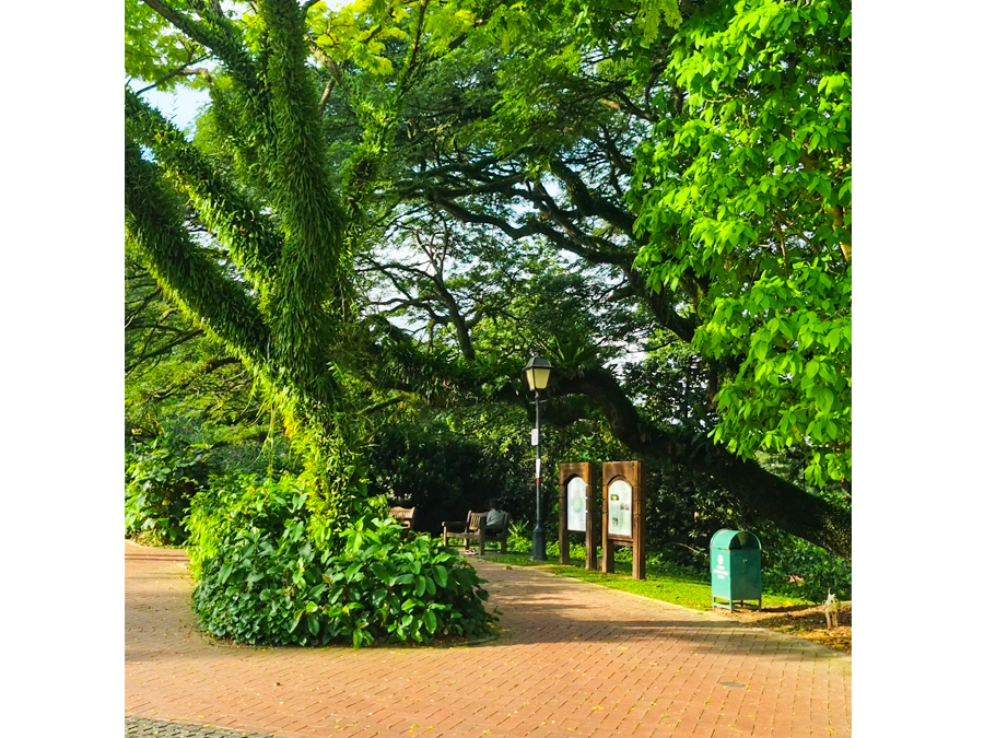 Cây xanh cổ thụ ở Raffles Gardens