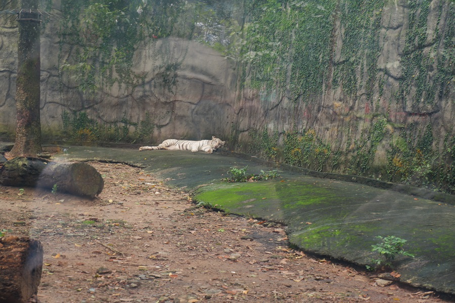 Hổ trắng ở Thảo cầm viên