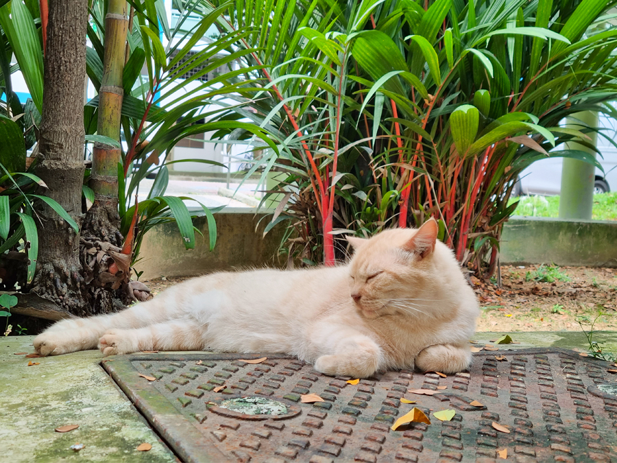 Những chú mèo ở Tiong Bahru, Singapore