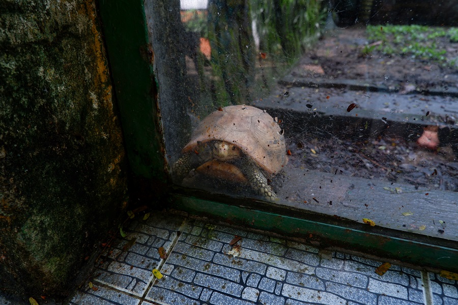 Rùa ở Thảo Cầm Viên