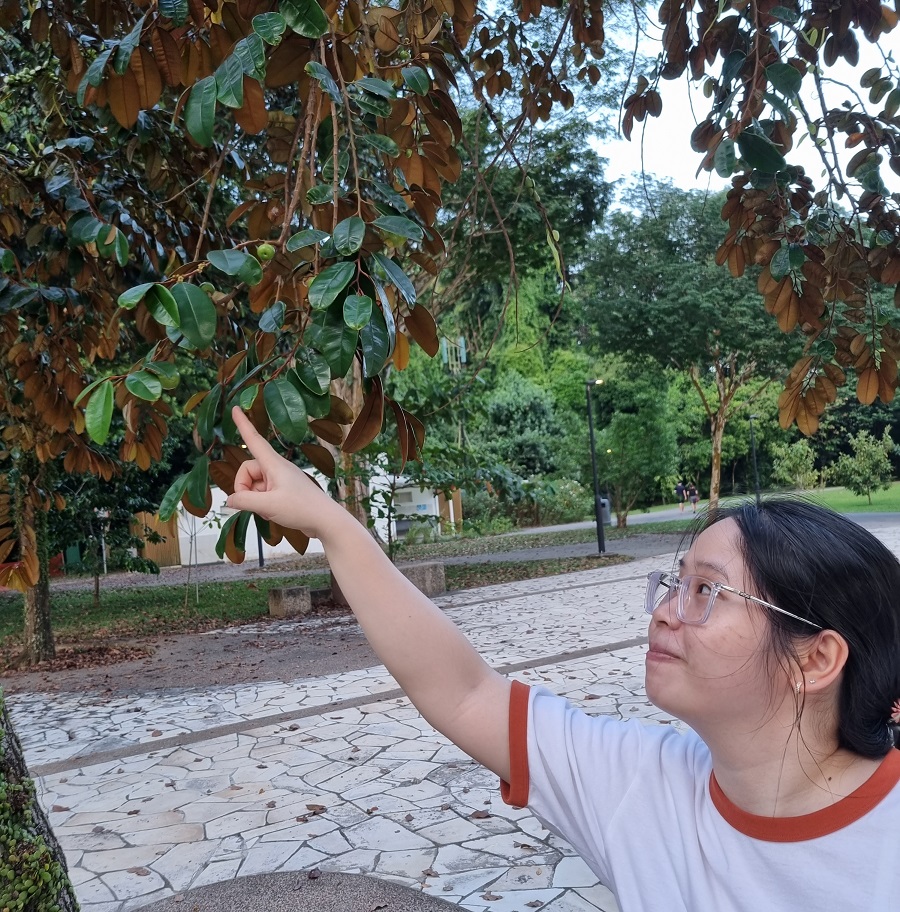 Cây vú sữa ở Labrador