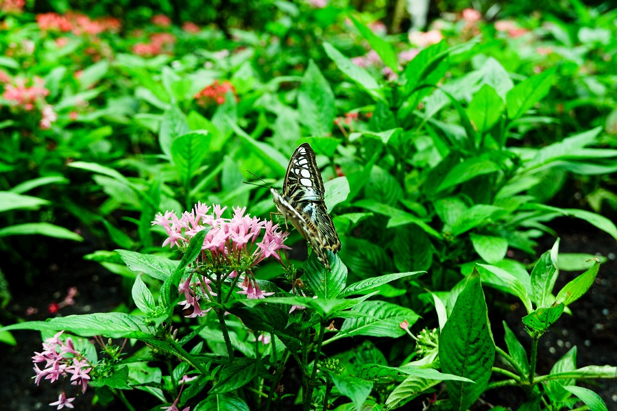 Vườn bướm Thảo Cầm Viên